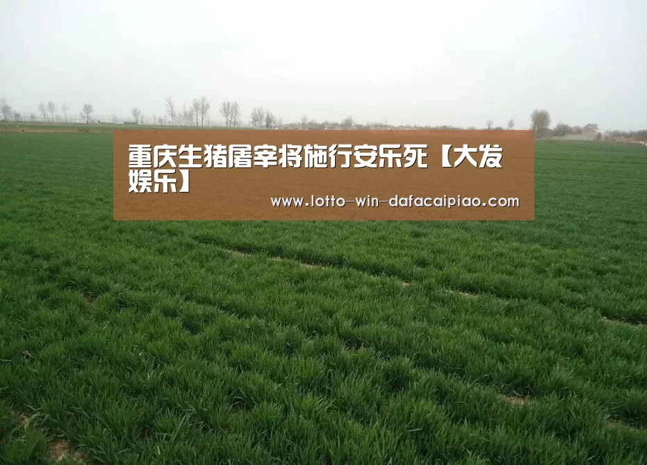 重庆生猪屠宰将施行安乐死【大发娱乐】(图4) 大发bet